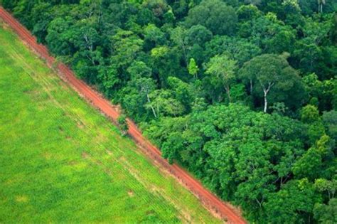  ¿El Hombre del Mono?: Un Relato de la Selva Brasileña que Te Hará Reflexionar