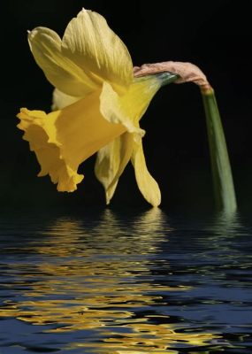 ¡Narcissus: La Flor Amarilla Que Refleja el Amor Prohibido y la Soledad Humana!