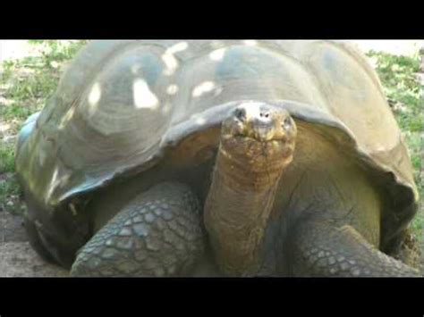 ¿Por qué Xhosa Legend: Tales of the Talking Tortoise sigue siendo relevante en la era moderna?